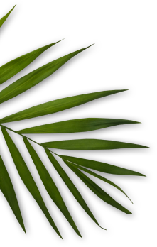 Sugar