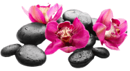 flower_1_1 1